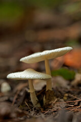 Mushrooms, Cosby Creek, Great Smoky Mountains National Park