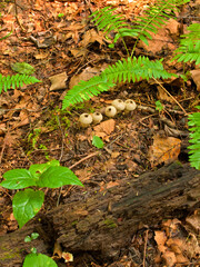 Mushrooms, Cosby Creek, Great Smoky Mountains National Park