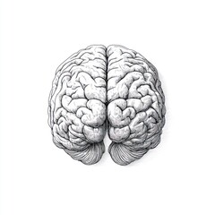 Detailed anatomical illustration of a human brain, superior view.