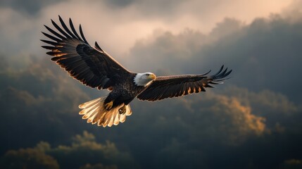 Obraz premium Majestic eagle soaring through dramatic skies nature photography wildlife environment aerial view freedom concept