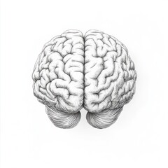 Detailed illustration of a human brain, superior view.