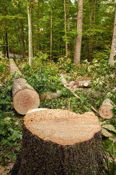 Large Tree Cut Down