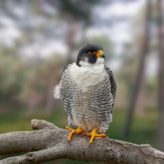 Peregrine Falcon (Falco peregrinus) – Fastest Bird of Prey in Natural Habitat