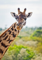 Giraffe in the wild. An animal with a long neck. Wild world of t