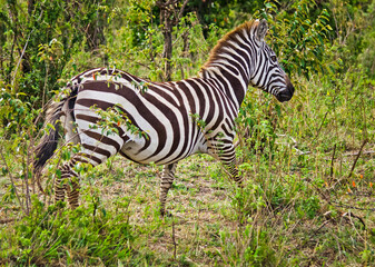 African zebra. Striped Horse in African savannas.