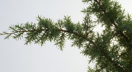 Obraz premium Detailed Juniper Tree Branches Against Overcast Sky