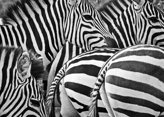 African zebra. Striped Horse in African savannas.