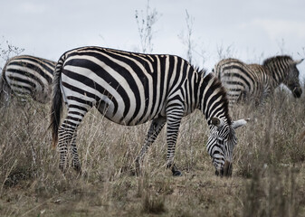 African zebra. Striped Horse in African savannas.