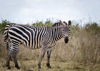 African zebra. Striped Horse in African savannas.