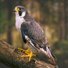Peregrine Falcon (Falco peregrinus) – Fastest Bird of Prey in Natural Habitat