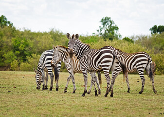 African zebra. Striped Horse in African savannas.