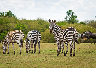 African zebra. Striped Horse in African savannas.