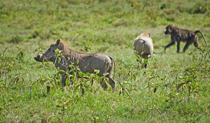 African warthog. Svinoobraznoe animals of the African savannah.