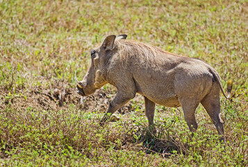 African warthog. Svinoobraznoe animals of the African savannah.