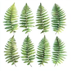 Obraz premium Elegant Arrangement of Fern Leaves on a White Background
