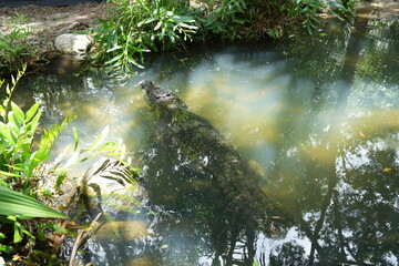 Obraz premium Crocodile wild wildlife Australian relaxing 