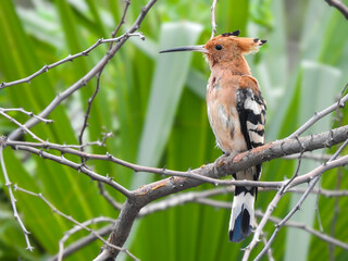 Close-up of a hoopoe perched on a thorny branch.