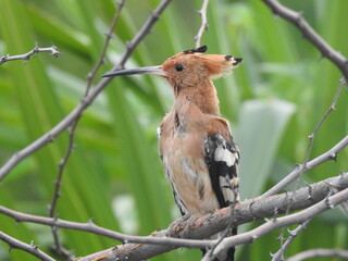 Close-up of a hoopoe perched on a thorny branch.