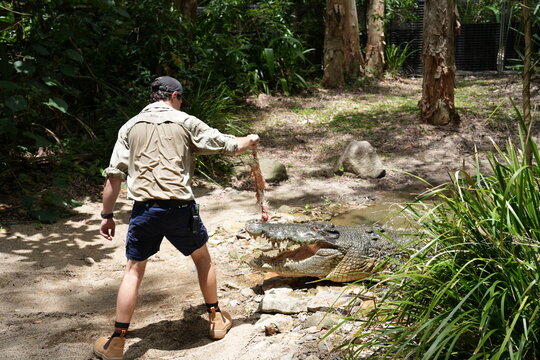 Large crocodile being fed, feeding chicken by handler, dangerous