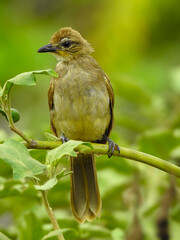 Close-up of a young, light brownish-yellow bird, its bulbul species, perched on a branch amongst lush green foliage.