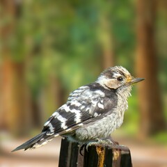 Lesser Spotted Woodpecker (Dryobates minor) – Small Woodpecker in Natural Habitat
