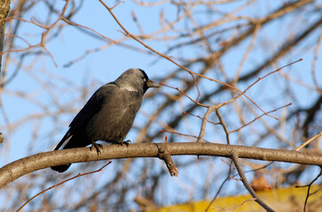 jackdaw on a branch

