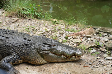 Crocodile wild wildlife Australian relaxing 