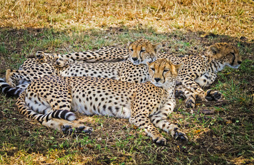 Leopard in their natural habitat in the African savannah. The pr