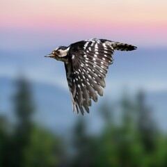 Lesser Spotted Woodpecker (Dryobates minor) – Small Woodpecker in Natural Habitat