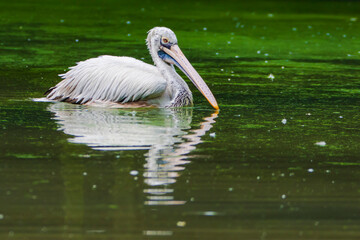 pelican on the water