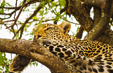 Leopard on a tree in its natural habitat in the African savannah