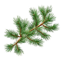 Close-Up of a Pine Branch with Fresh Green Needles and Twigs