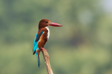 kingfisher on the branch