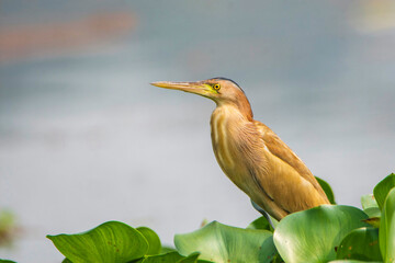 Yellow Bittern in green leaves  © Mana21