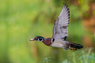 Male wood duck/ carolina duck (Aix sponsa) flying in beautiful light