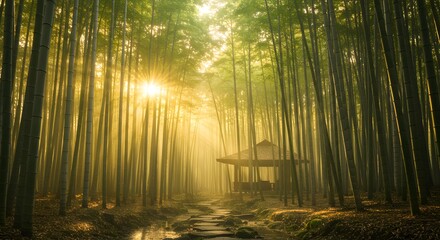 Naklejka premium sunrise in the forest