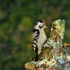 Lesser Spotted Woodpecker (Dryobates minor) – Small Woodpecker in Natural Habitat