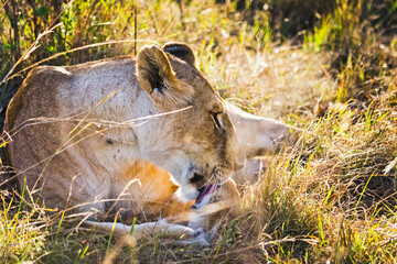 Lion in the wild in the African savannah. Lion - predator feline