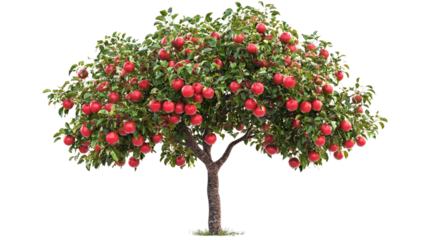 Apple tree with ripe red apple fruits, isolated on transparent background, representing organic food, garden agriculture, and fresh, healthy harvest.