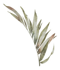 bay leaves isolated on white background