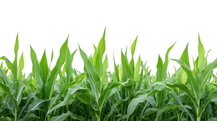 Green corn or cob plant leaves field, isolated on transparent background, symbolizing agriculture farming, crop growth, and fresh rural maize harvest.