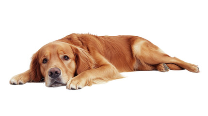 Sad golden retriever dog lying on the floor, isolated on transparent background, representing a bored or unhappy pet animal in a calm, downcast pose.