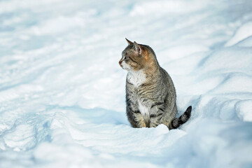 Lonely cat sitting in the snow