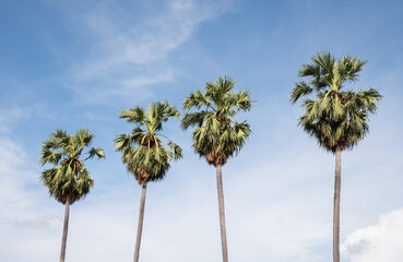 Fototapeta premium Sugar palm tree against blue sky. This tree is an economically important feather palm native to tropical Asia.