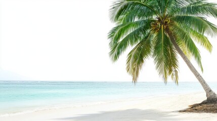 Tropical Beach Palm Experience with Isolated with Palm