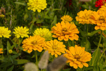 Yellow Flowers in a Garden