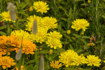 Yellow Flowers in a Garden