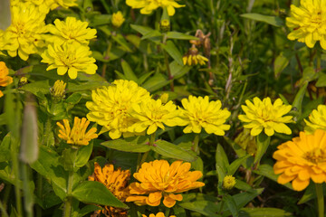 Yellow Flowers in a Garden