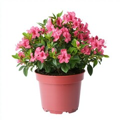 Fototapeta premium Vibrant Pink Azalea Plant in Decorative Pot for Indoor Decoration