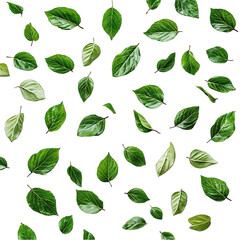 Obraz premium Green leaves pattern, black background, design element